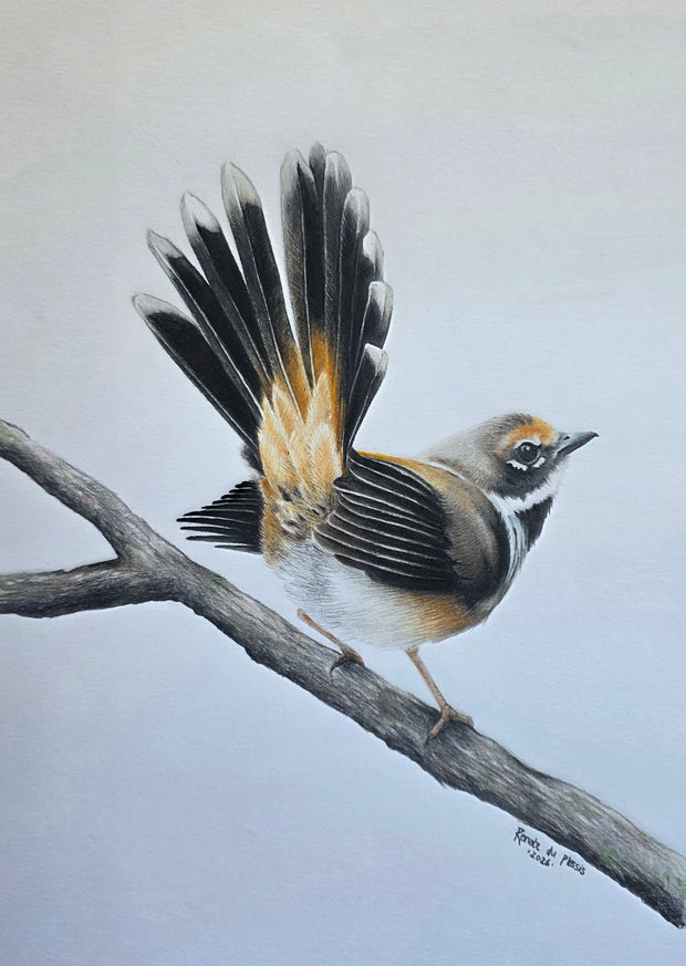 A drawing of a bird perched on a branch, shown against a white background. The artwork appears to be a realistic bird illustration or painting with black, white, gray, brown, and warm tan/orange tones.