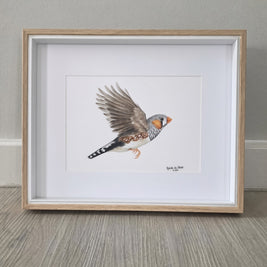 A framed bird drawing of a flying zebra finch, featuring a detailed illustration of the bird in flight with brown, gray, and orange details, set in a light wood frame with a white mat, resting on a gray wood floor against a gray wall.
