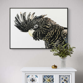 Framed canvas - Black Cockatoo