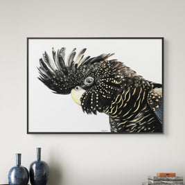 Framed canvas - Black Cockatoo