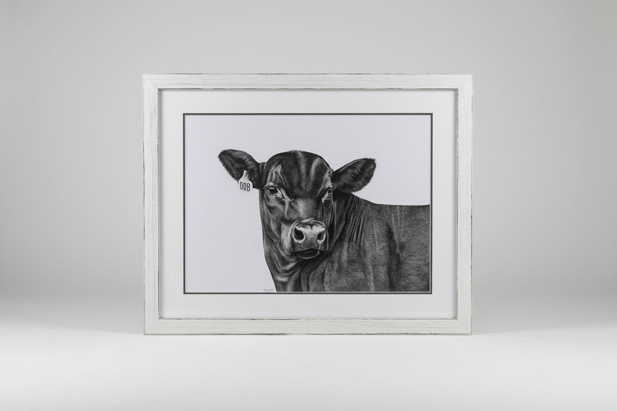 framed in a beautiful rustic white frame, original colour pencil drawing of a black Angus steer with a 008 ear tag