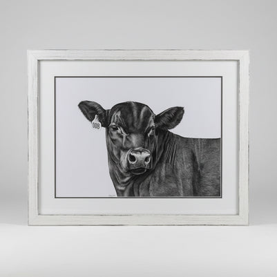 framed in a beautiful rustic white frame, original colour pencil drawing of a black Angus steer with a 008 ear tag