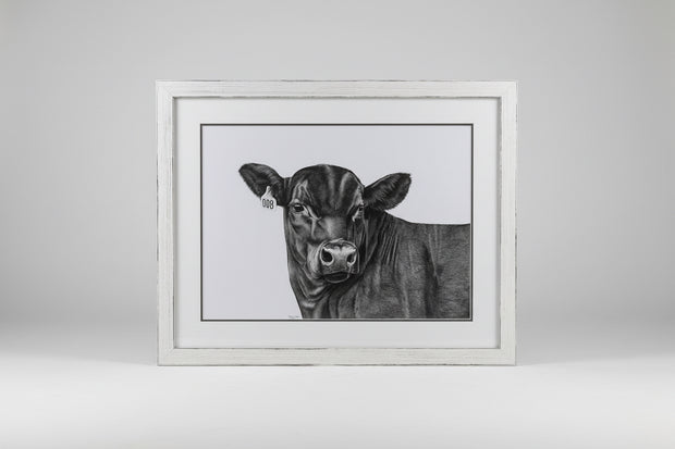 framed in a beautiful rustic white frame, original colour pencil drawing of a black Angus steer with a 008 ear tag