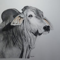 Silver Brahman - SOLD