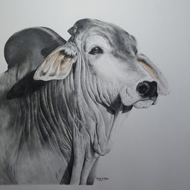 Silver Brahman - SOLD