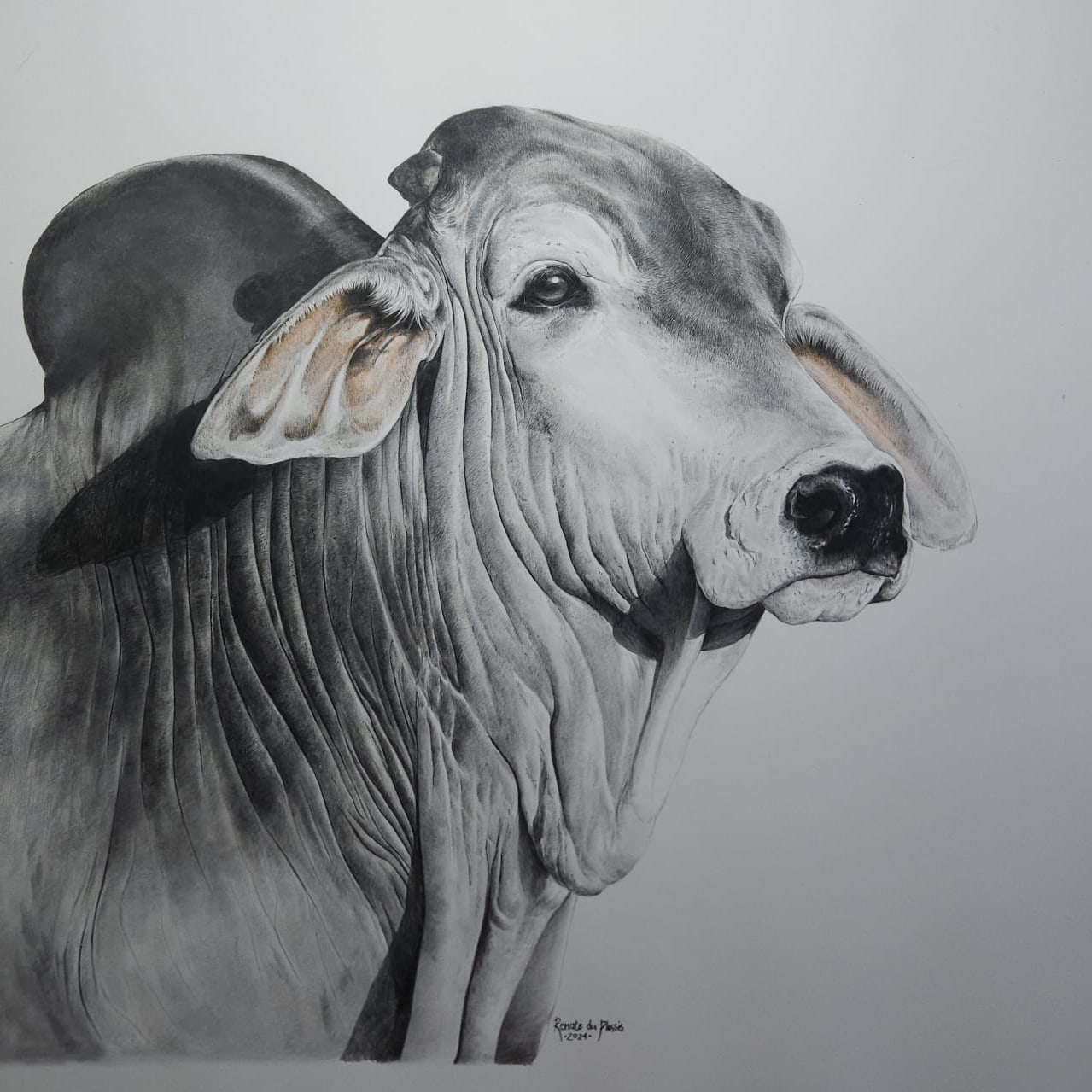 Silver Brahman - SOLD