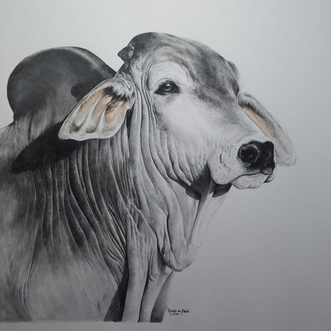 Silver Brahman - SOLD