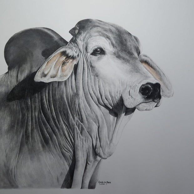 Silver Brahman - SOLD
