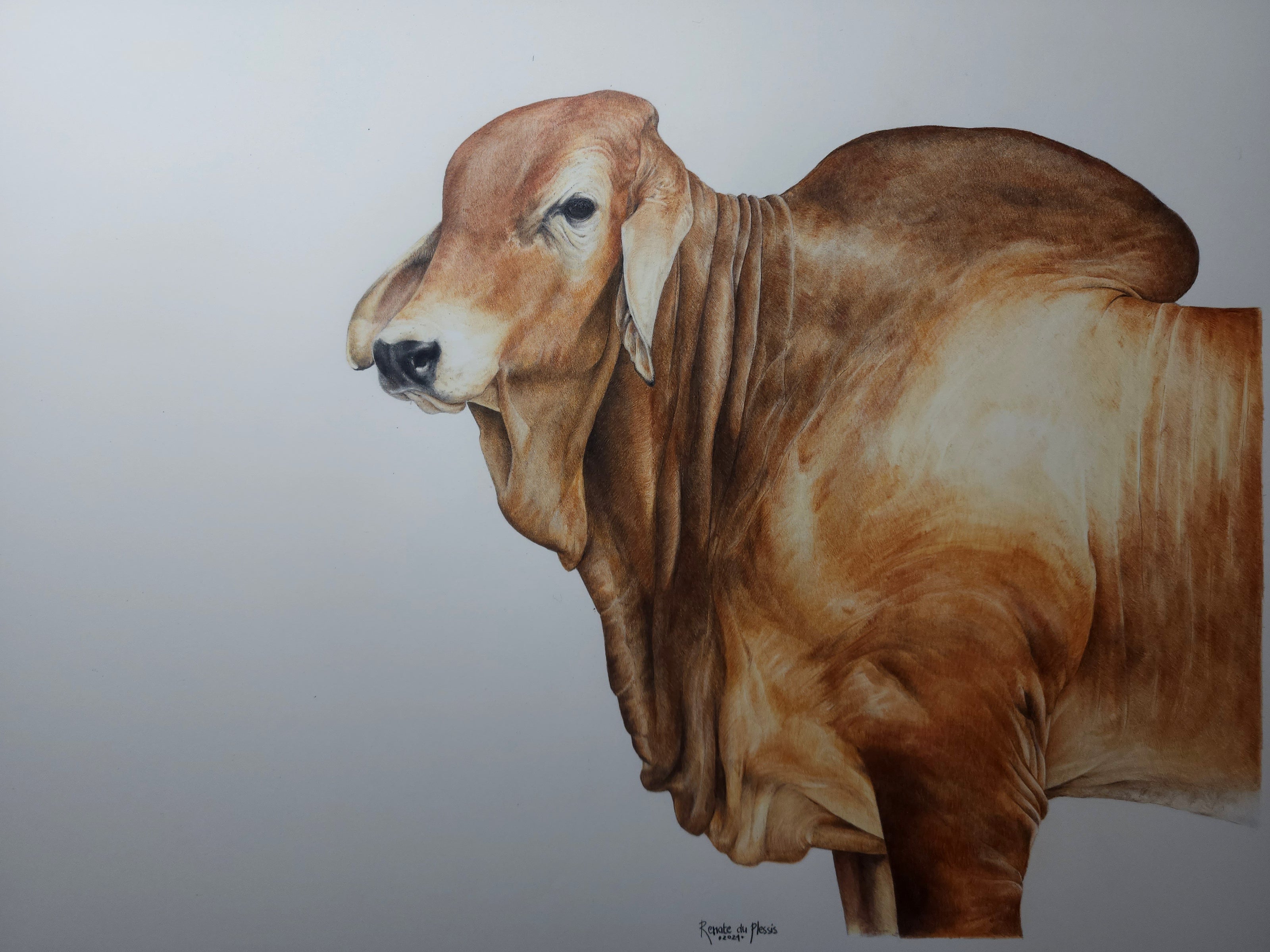 Red Brahman no2 - SOLD