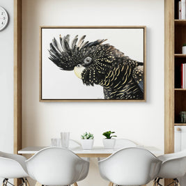 Framed canvas - Black Cockatoo