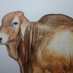 Red Brahman no2 - SOLD