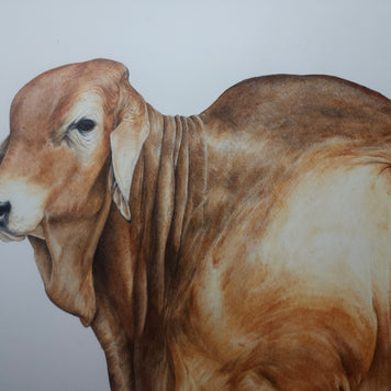 Red Brahman no2 - SOLD