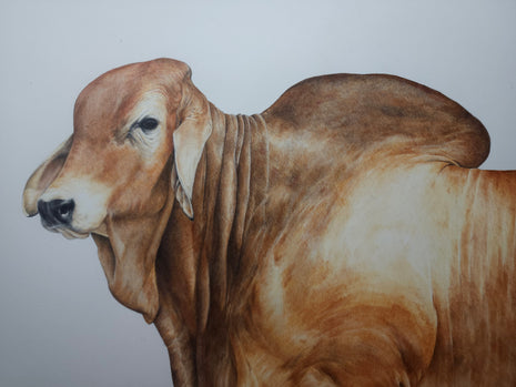 Red Brahman no2 - SOLD