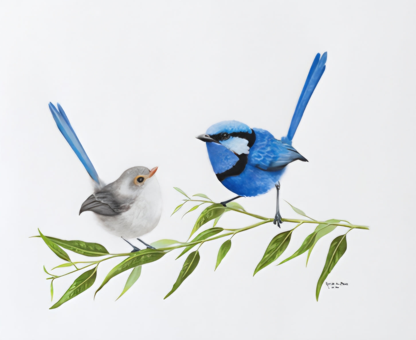 Two birds, one blue and one gray, perched on a branch with leaves against a white background.