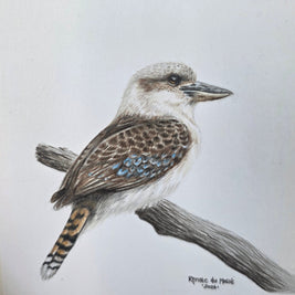 A detailed colored pencil drawing of a kookaburra perched on a branch, shown on a white sheet of paper with a white background.