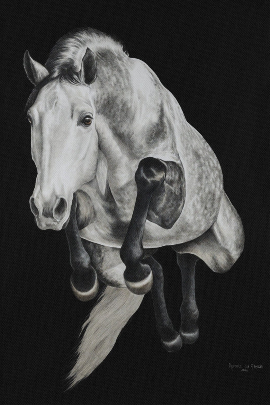 Grey horse jumping on a black background