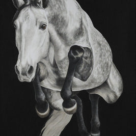 Grey horse jumping on a black background