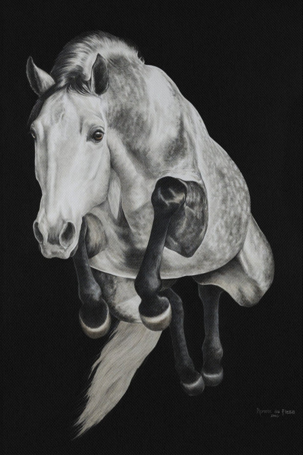 Grey horse jumping on a black background