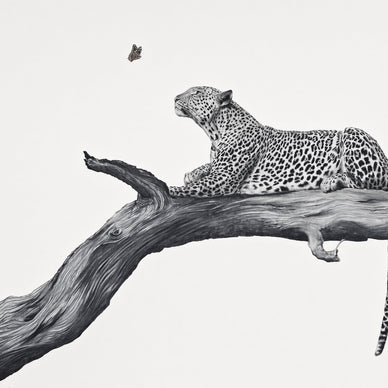 A monochrome artwork depicting a leopard lying on a large tree branch against a plain light background, with a small butterfly above.