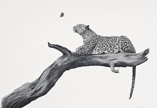 A monochrome artwork depicting a leopard lying on a large tree branch against a plain light background, with a small butterfly above.
