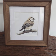 Double Barred Finch - SOLD