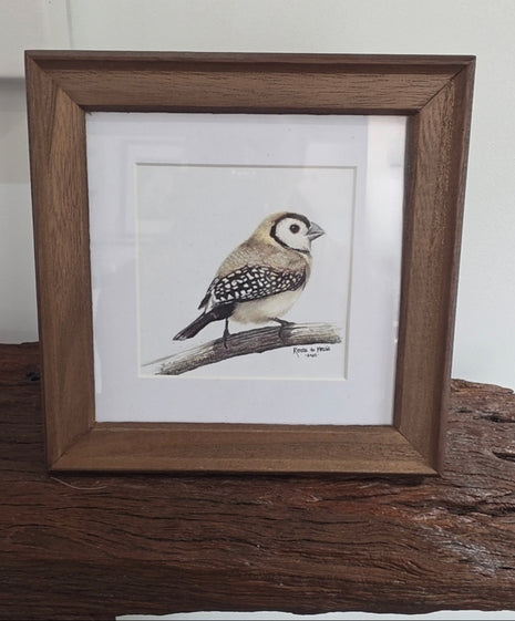 Double Barred Finch - SOLD