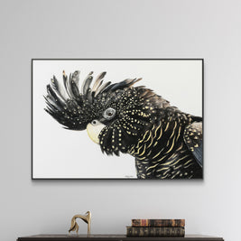 Framed canvas - Black Cockatoo