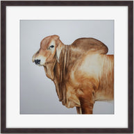 Red Brahman no2 - SOLD