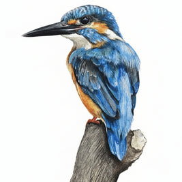 King Fisher bird portrait on a white background