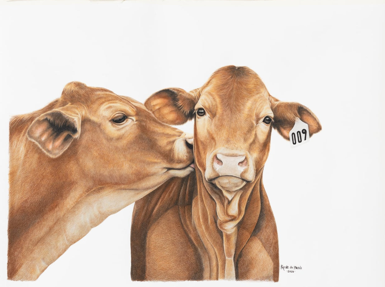 Framed artwork of two brown cows facing each other on a white background