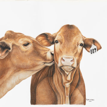 Framed artwork of two brown cows facing each other on a white background