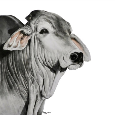 Silver Brahman - Limited Edition