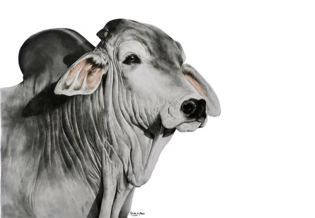 Silver Brahman - Limited Edition