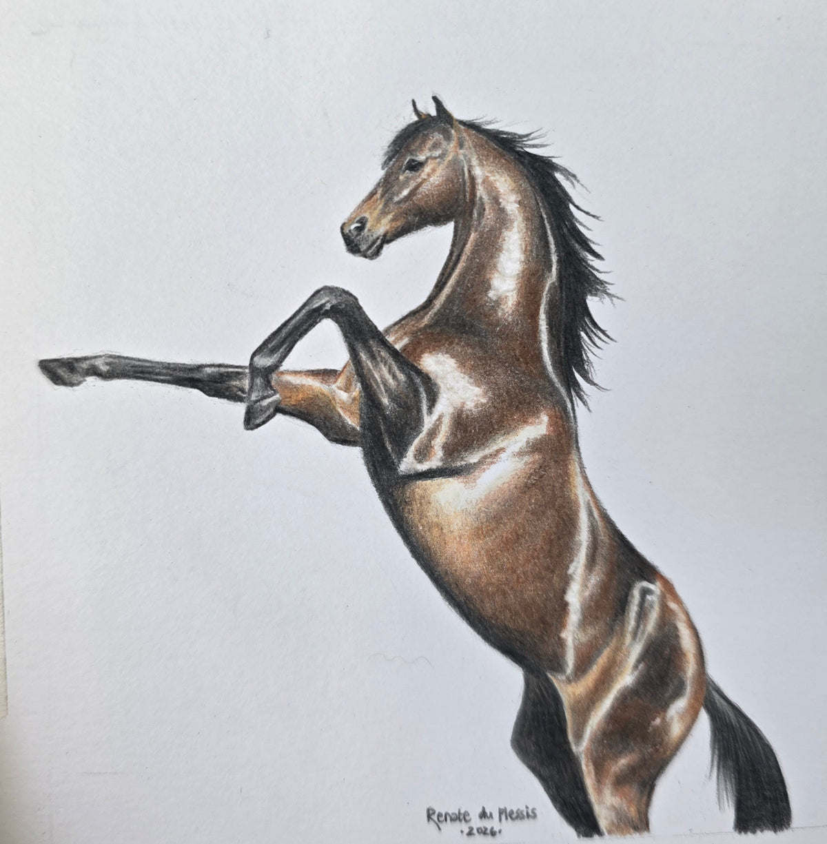 A detailed drawing of a brown horse rearing up on its hind legs, printed on a white sheet of paper and placed on a white surface.