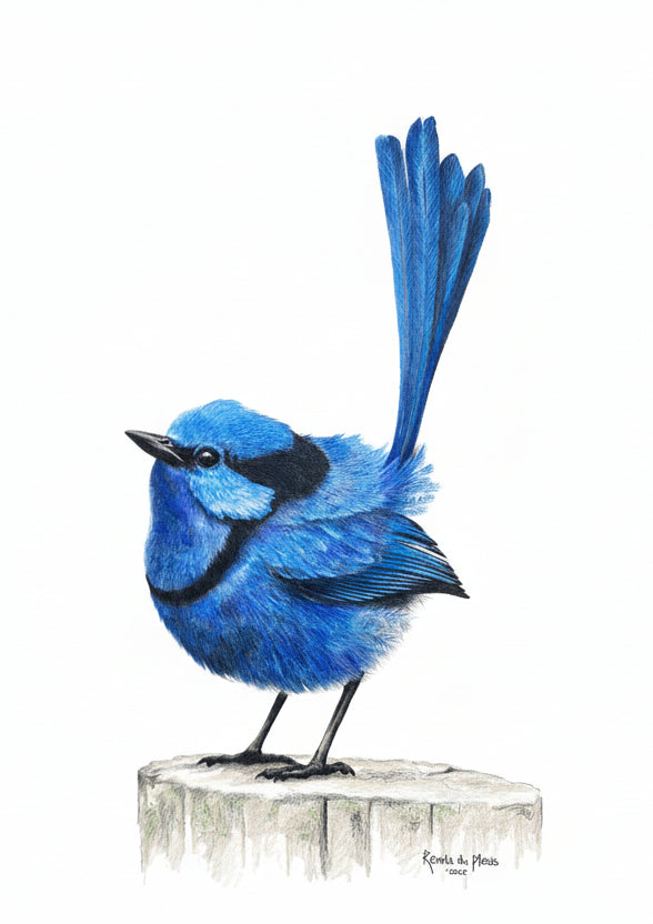 Detailed portrait of the Splended Fairy Wren on a white background