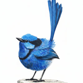 Detailed portrait of the Splended Fairy Wren on a white background