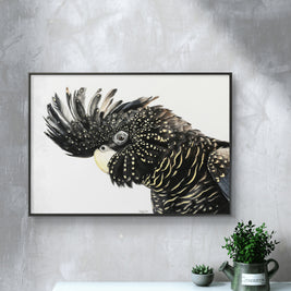 Framed canvas - Black Cockatoo