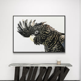 Framed canvas - Black Cockatoo