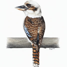 Portrait of s Kookaburra bird