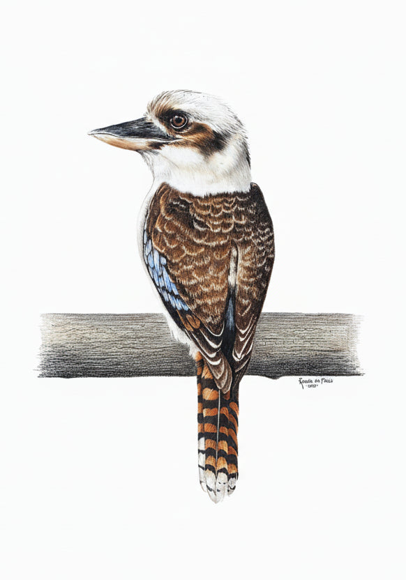 Portrait of s Kookaburra bird