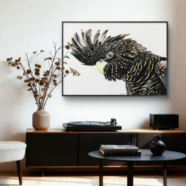 Framed canvas - Black Cockatoo