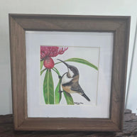 Eastern Spinebill - SOLD