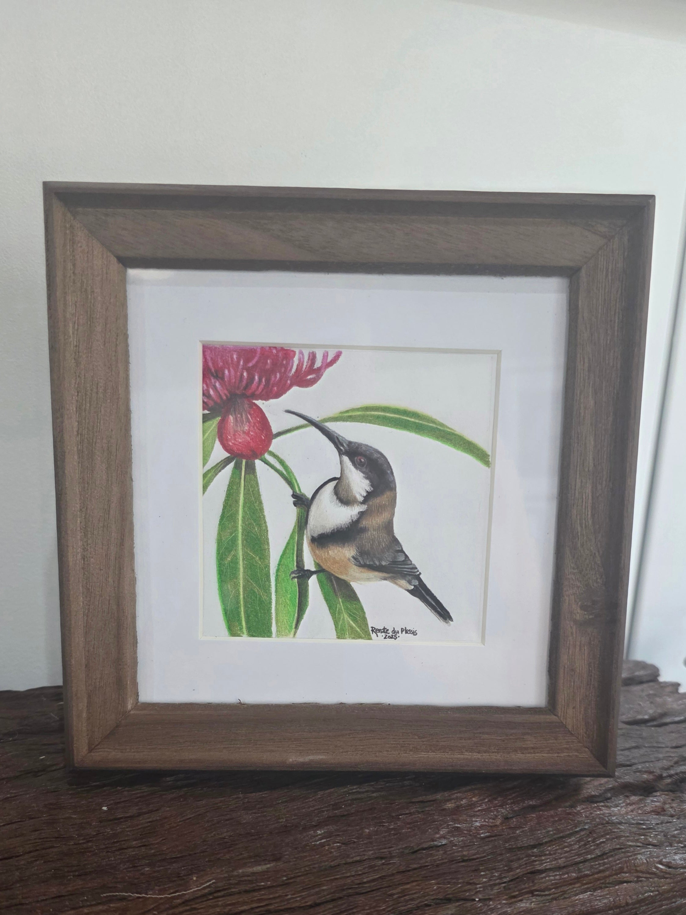 Eastern Spinebill - SOLD