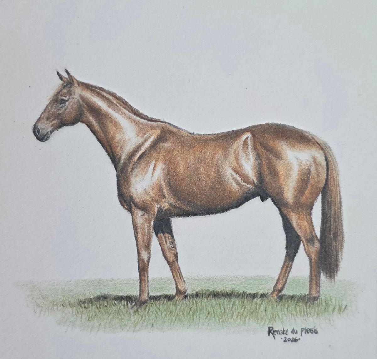 A square colour pencil drawing showing a brown horse standing on a small patch of grass