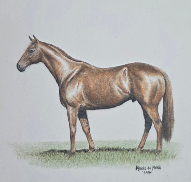 A square colour pencil drawing showing a brown horse standing on a small patch of grass