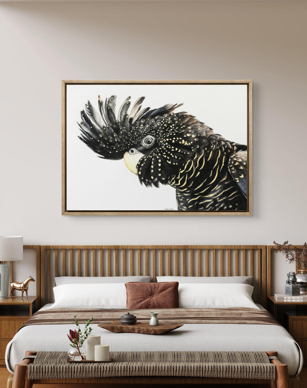 Framed canvas - Black Cockatoo