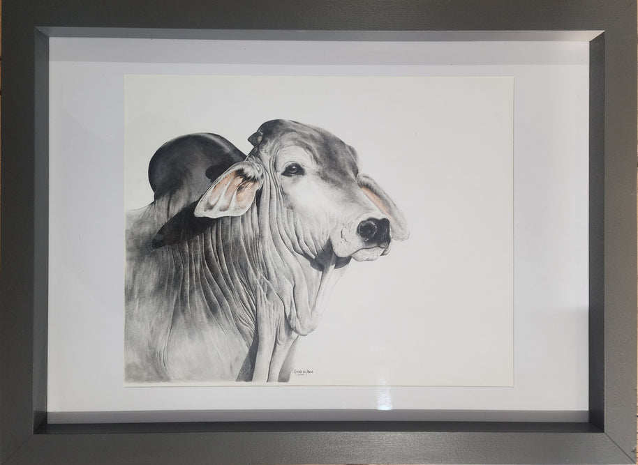 Silver Brahman - SOLD