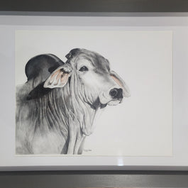 Silver Brahman - SOLD
