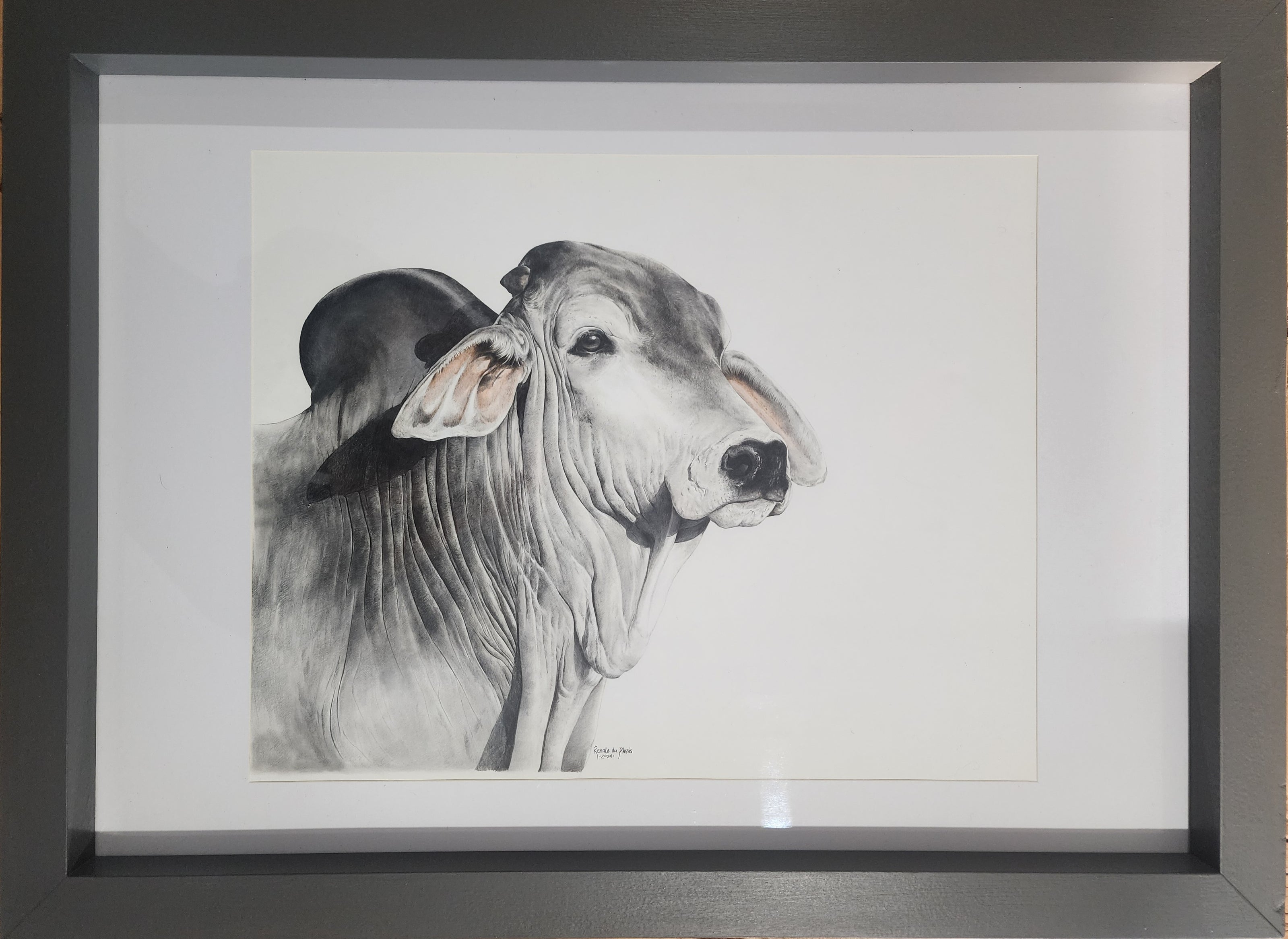 Silver Brahman - SOLD