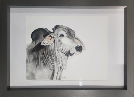 Silver Brahman - SOLD
